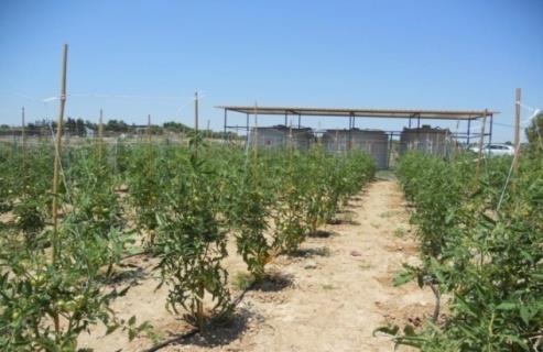 Further Research Research is on going by the Agricultural Research Institute of Cyprus and the University of Cyprus Research results, concerning the long-term wastewater irrigation of forage and