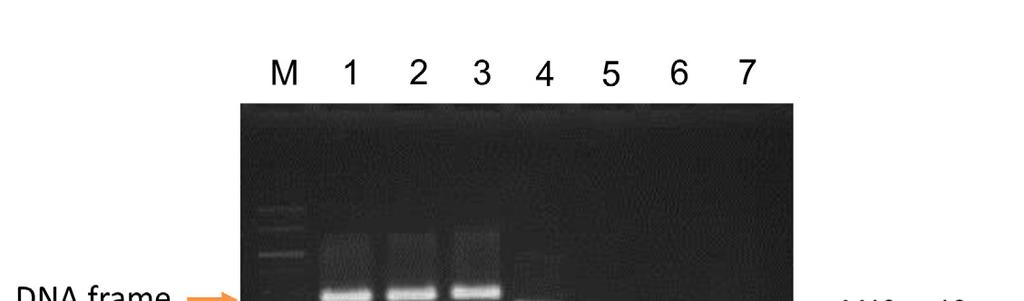 Figure S8. 1% agarose gel purification of folded DNA origami frames, stained with EtBr.