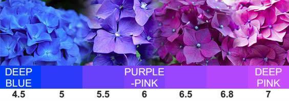 The ph of the soil can affect the colour of flowers and