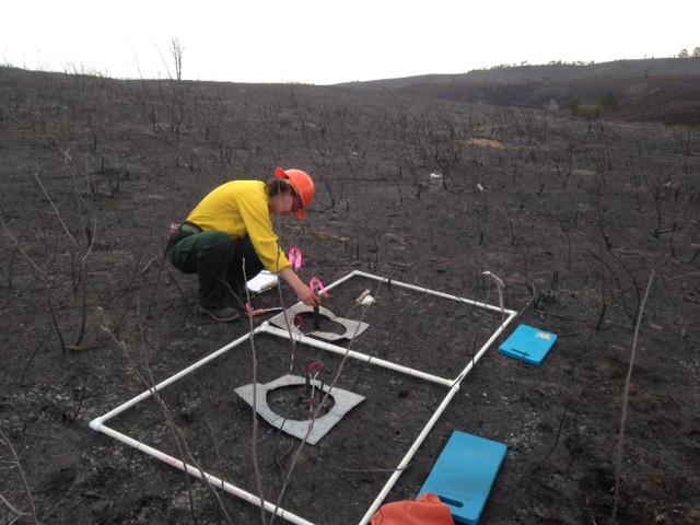 Preliminary Findings strong range in surface fire intensities soil