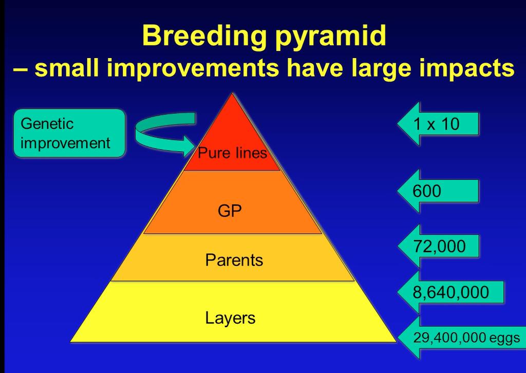 Figure 2. Structure of poultry breeding program. Multiplication of the generations amplifies the progress achieved in the pure lines.