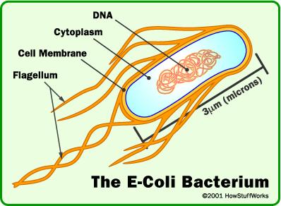 Bacteria Escherichia coli (E.