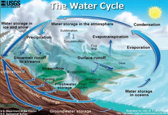 Water Movement