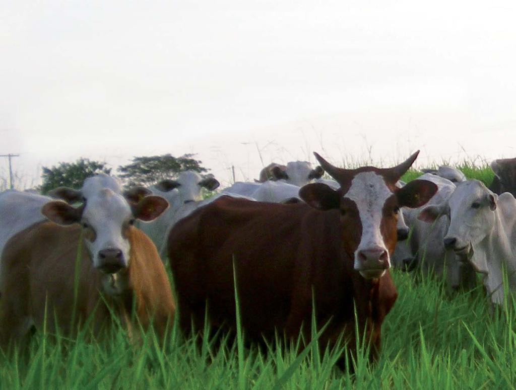 Five point plan: The changes that Rio+20 can achieve The benefits of humane livestock production are core to the Rio+20 debate on the future of food and farming as part of a green economy and poverty