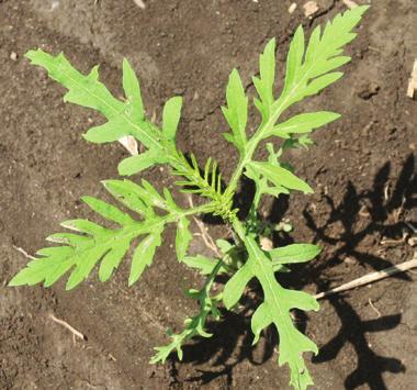 postemergence herbicides Controlled by many soil-applied herbicides Common ragweed Germination