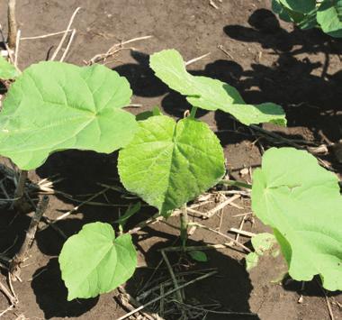 allelopathic chemicals that inhibit soybean growth More common in atrazine prohibition zones Seed