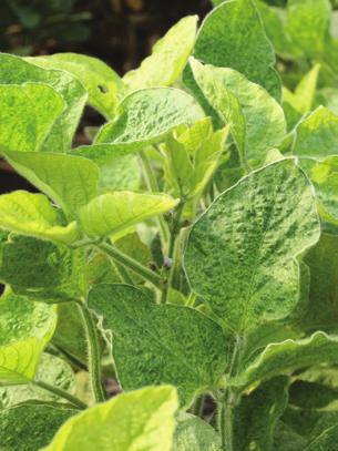 Soybean aphid Aphids extract plant sap from soybean plants, causing leaves to yellow and drop from plant under high populations.