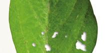 MEASURING INSECT DAMAGE Physical damage from insects is often indicated by defoliation and/or pod damage.