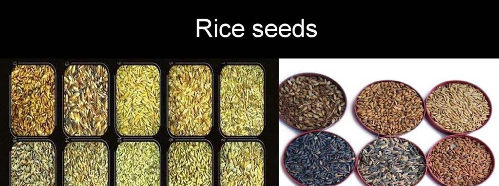 Different Seeds