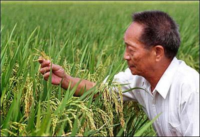 Hybrid Rice was first developed in China during the 1960s Yuan Longping The Father