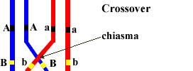 10.2.5 Explain Bateson s dihybrid cross