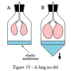 6.4 Explain the mechanism of ventilation of the lungs in terms of the volume and pressure changes caused by the diaphragm and
