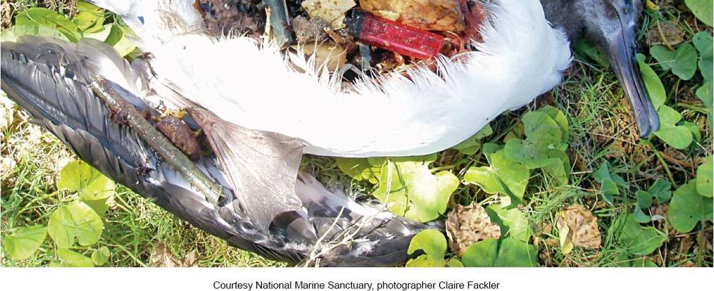Plastics In the Stomach of Albatross Chick Waste Disposal Methods We Often Export Wastes To Other Countries Industrialized nations have agreed to stop shipping hazardous and toxic waste to