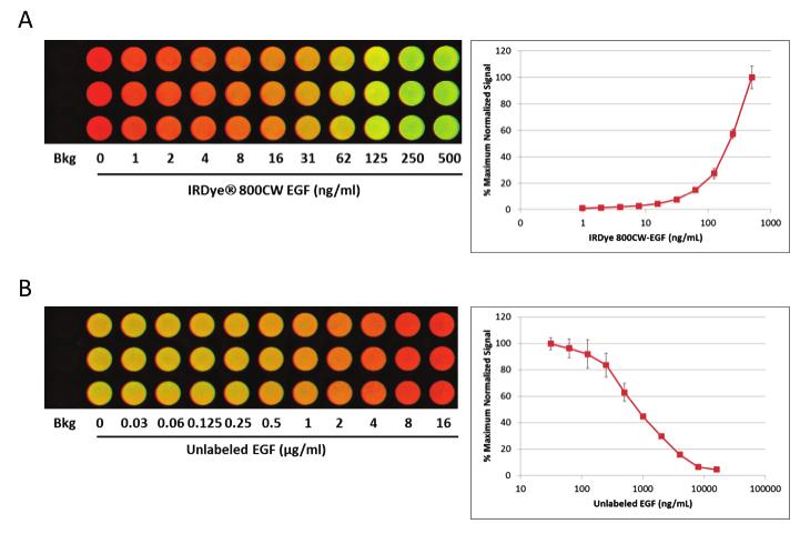Page 6 On-Cell Western Plate-Based Assay for Targeted NIR-Labeled Optical Imaging Agent Development 30. Repeat wash 4 more times. 31. After final wash, remove wash solution completely from wells.
