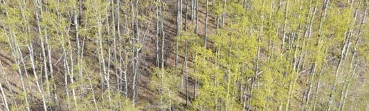 AACs are approved separately for coniferous (e.g. lodgepole pine or white spruce) and deciduous (e.g. trembling aspen) species groups (Figure 1).