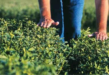 Alfalfa Stealth SF Fast Growth Fast recovery alfalfa! Multiple cuts for increased production.