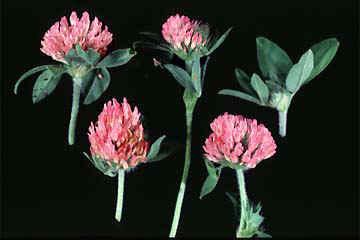 Red Clover Trifolium pratense L.