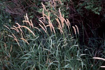 Reed Canarygrass Phalaris arundinacea L.
