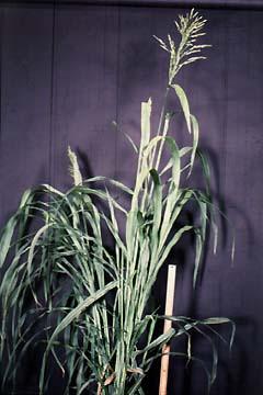 Sudangrass Sorghum bicolor (L.