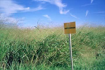 Switchgrass Panicum virgatum L.