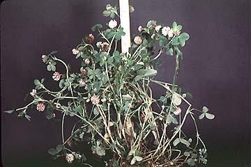 Alsike Clover Trifolium hybridum L.