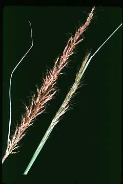 Indiangrass Sorghastrum nutans (L.