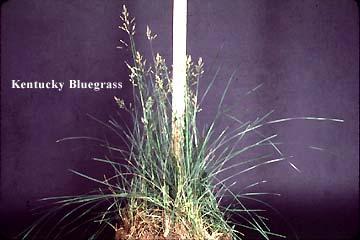 Kentucky Bluegrass Poa pratensis L.