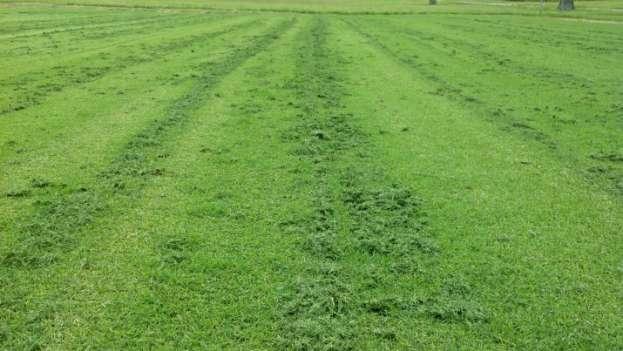 about how mowing will stress the turf