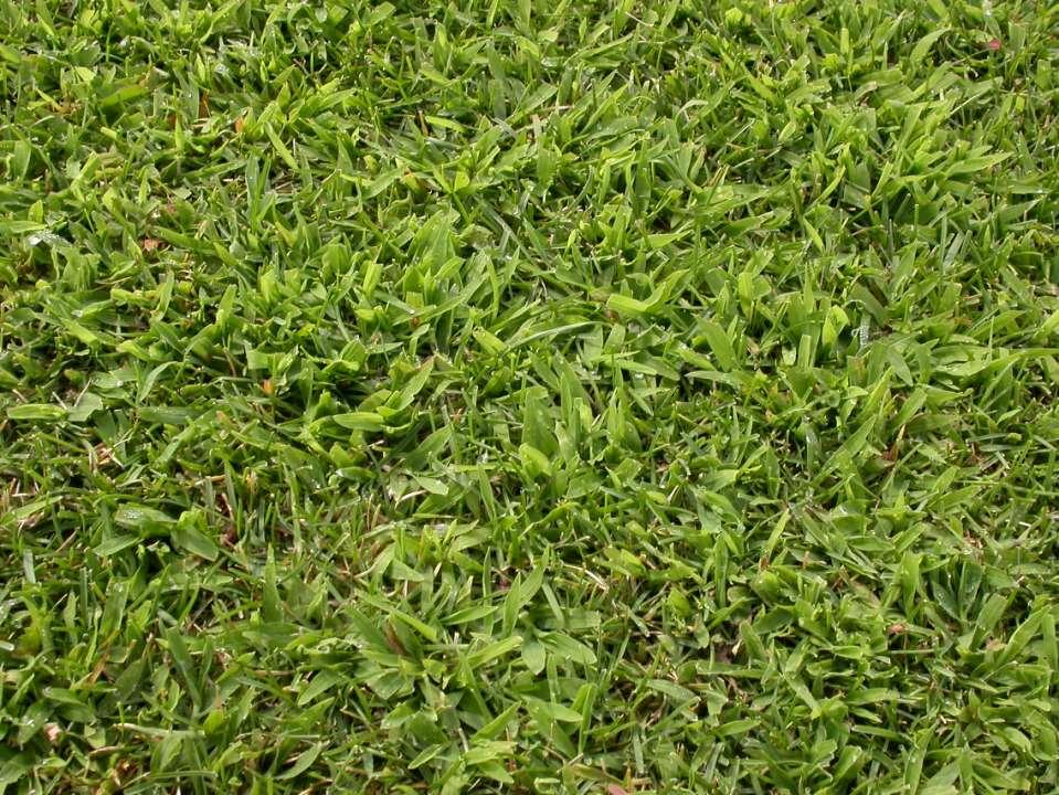 Crabgrass will be an issue