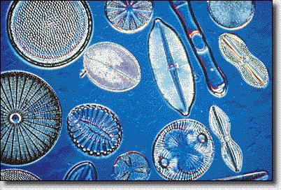 phytoplankton and zooplankton Smallest are cyanobacteria at