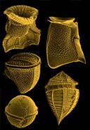 2-2µm, half of the photosynthetic biomass in the ocean Diatoms: