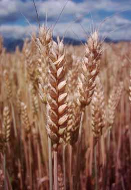 occurrence of cereals (Erisiphe graminis)?