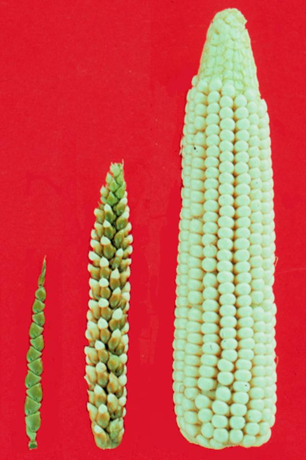 Corn Genes selected for in Corn maize teosinte Maize with tb1 knocked out Has branching patterns like teosinte Teosinte F1 Hybrid Major morphological differences are due to