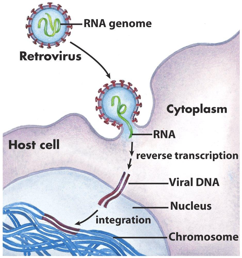 Chem 431c-Lecture 7c Reminder: Midterm is Wednesday, Nov. 18,2009 On Chapters 25 and 26 Chapter 26: Reverse retroviruses Telomerase RNA replicase RNA World Selex Copyright 2004 by W. H.