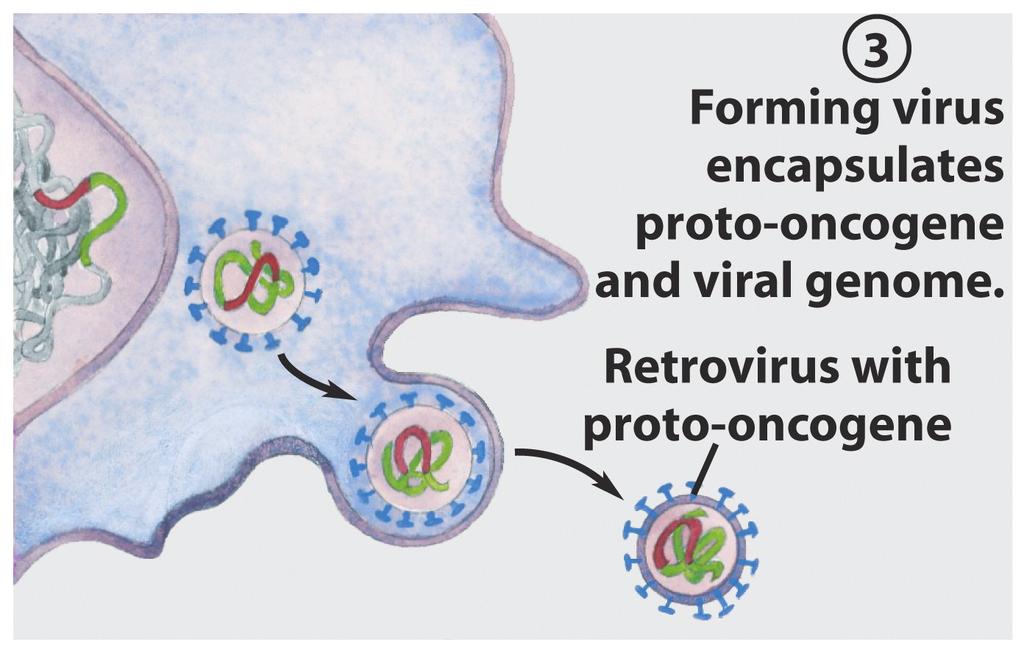 Retrovirus introducing Oncogenes are mutant genes for proteins that regulate the cell cycle Homing of introns Group I & II introns - also mobile genetic elements.