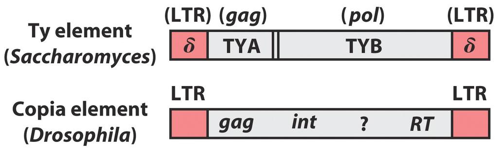 This is called homing; enz: homing endonuclease Homing of Group I introns is DNA-based Homng of Group II introns is via Rna intermediate ( retrohoming ) Over time, every copy of particular gene in a