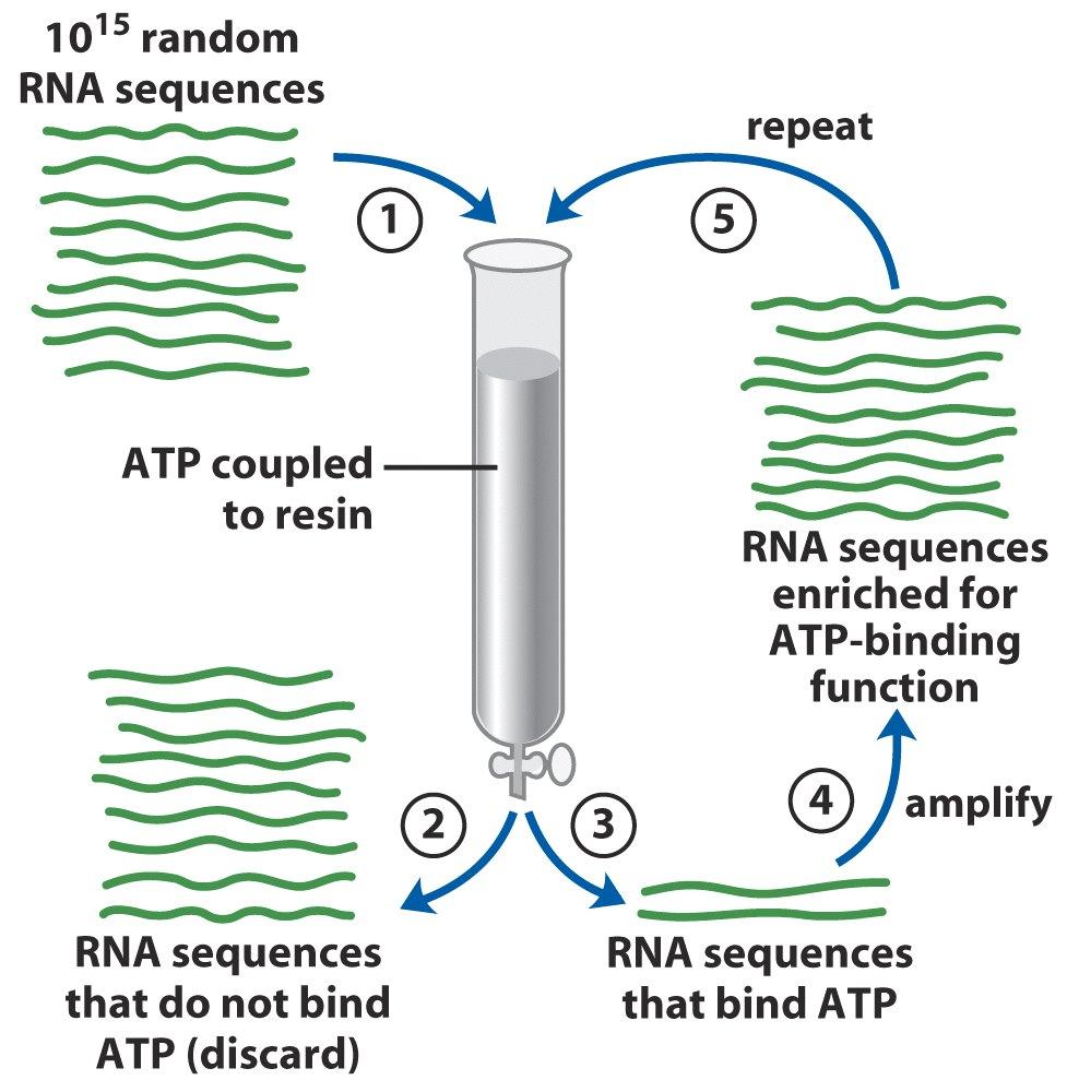 Some viral RNA s are replicated by RNA dependent RNAP Some bacteriophages and eukaryotic viruses like influenza viruses have RNA genomes RNA-dependent RNA polymerase or RNA replicase RNA and