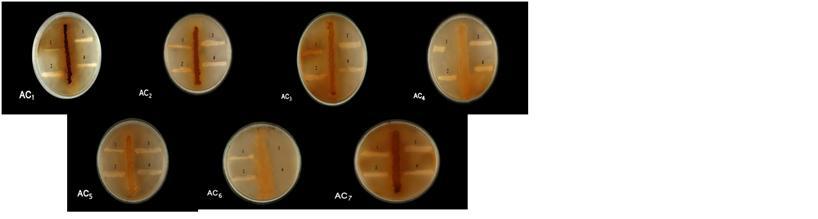 Figure 2: Antibacterial Activity of Actinomycetes Isolates by Giant Colony Technique Table 3: Antibacterial Activity of Actinomycetes Isolates by Giant Colony Technique (signs +++ + and - sign