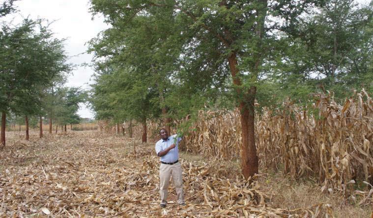 Conservation agriculture with reduced tillage and trees