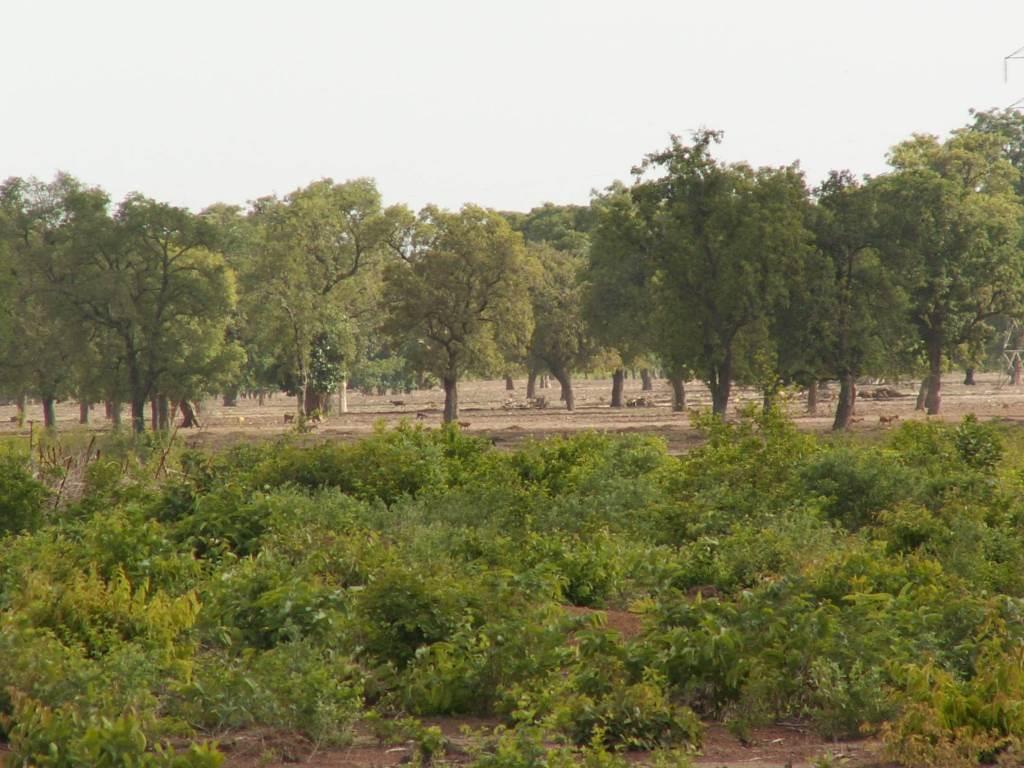 Southern Mali 6 million hectares of