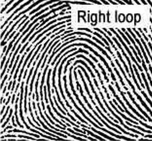 There are three different categories of fingerprint evidence: patent prints, latent prints, and plastic prints.
