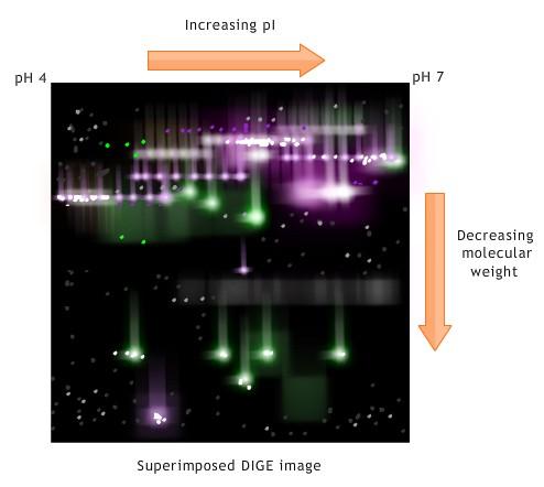 Gel viewing View of a superimposed DIGE gel depicting all protein spots of multiple
