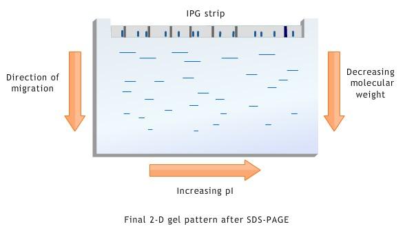 the IPG strip due to similar isoelectric points can now be