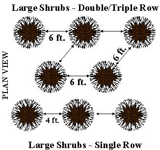 In a double or triple row, large shrubs (those exceeding thirty (30) inches in height) shall be planted no farther than six (6) feet apart.