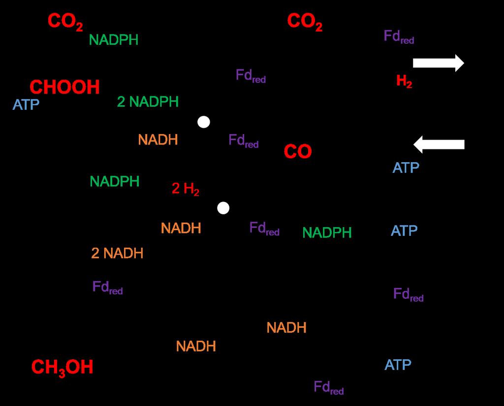 2, CH 3 OH Ac-CoA Acetate (+ATP) Ethanol