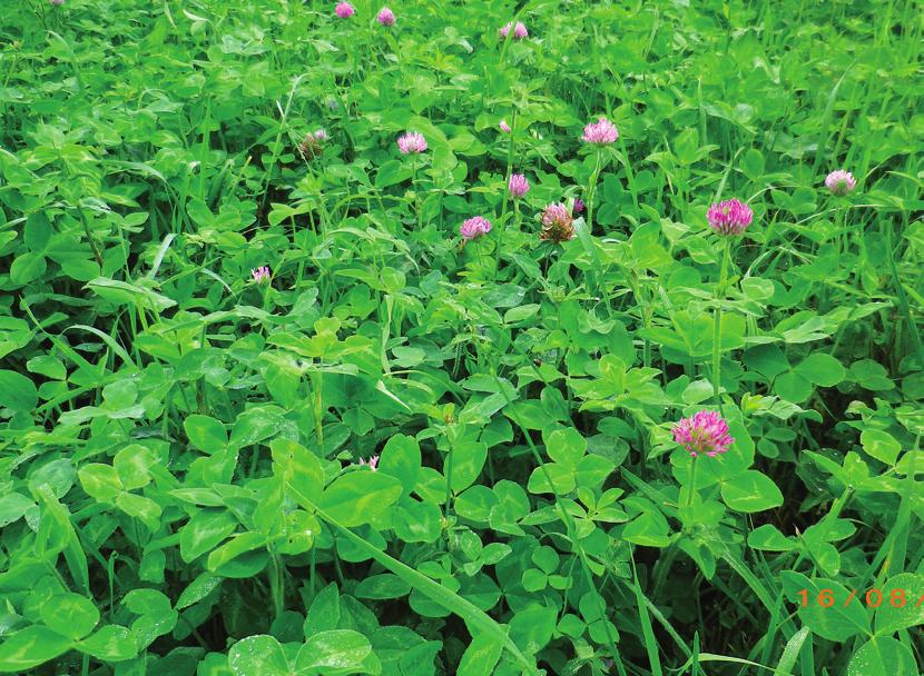 7 RED CLOVER Flowering stage Characteristics 7 Optimum ph 6.0 to 6.
