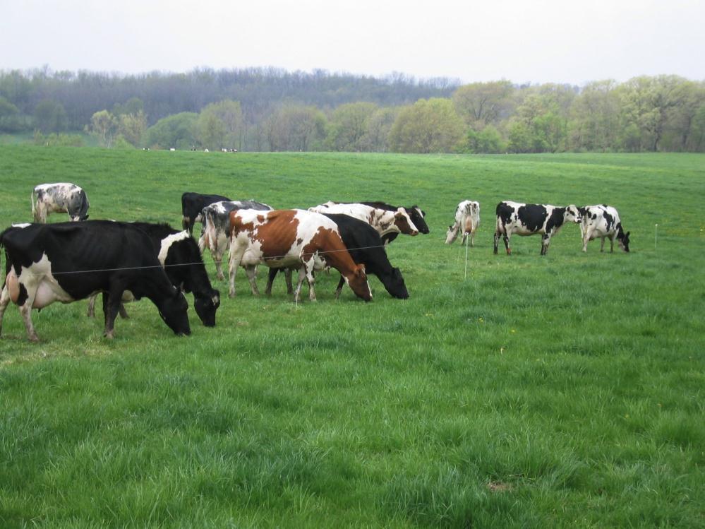 Apparent Intake (t/ha) What is the agronomic value of meadow fescue for management-intensive grazing? How productive is it? Does it persist? How do livestock respond to it?