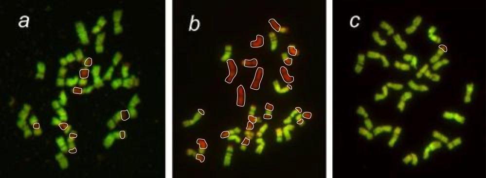 Chromosomes of Three Festulolium Varieties (Red = fescue; Yellow = Ryegrass) Ryegrass chromosome Fescue chromosome Mixed chromosome Perseus Rakopan Spring Green Ghesquière et al.