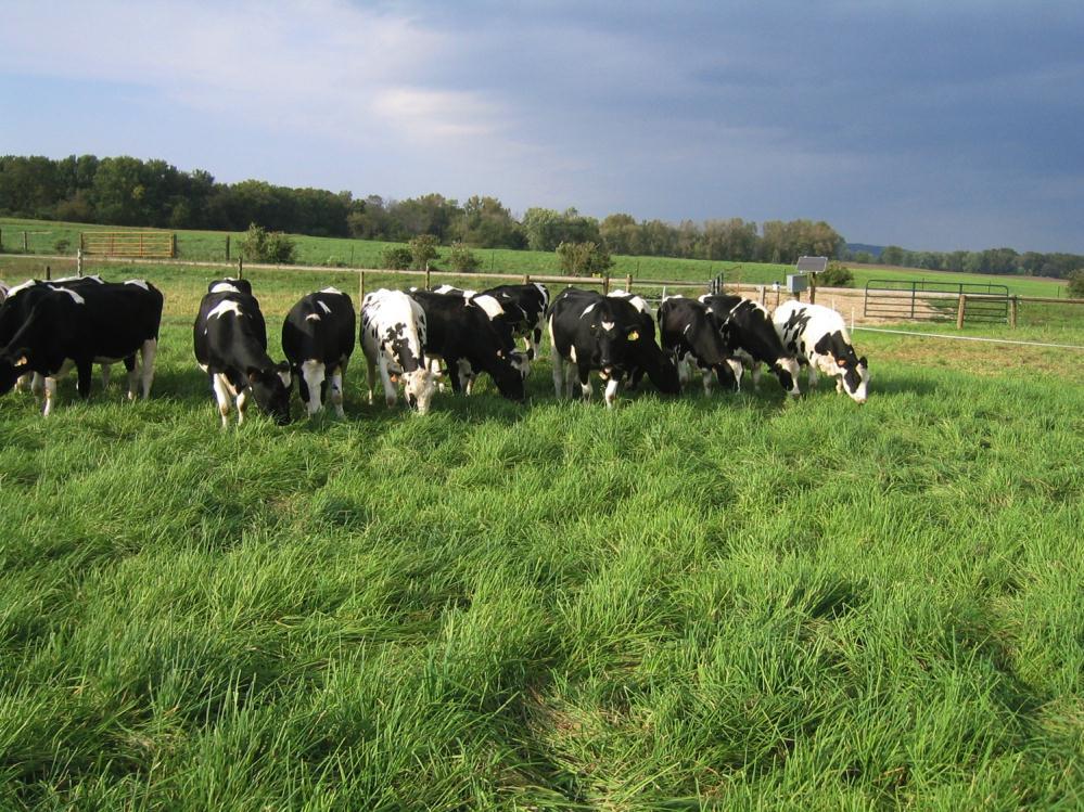 5 inch once adequate moisture is present A seed rate of 25 to 30 lbs is recommended In mixtures with legumes a lower rate of 15 to 20 lbs can be applied Most common reasons for poor pasture