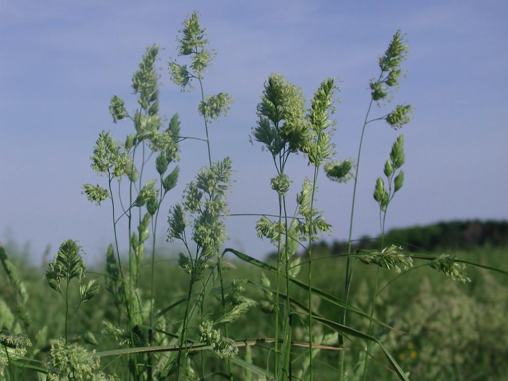 Overall Objectives Develop a non-flowering or sparse-flowering orchardgrass to simplify spring